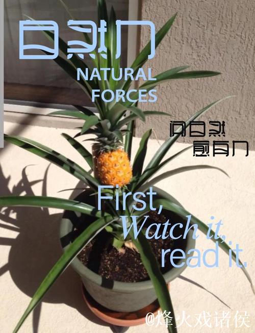 菠萝种植全流程教学视频指南 菠萝种植全流程教学视频指南